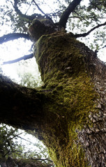 Tree Moss Redwood