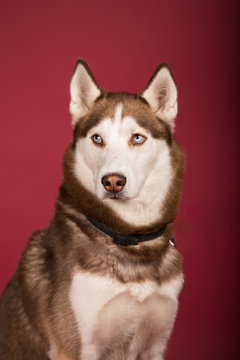 retrato perro de raza husky fondo rojo siberia