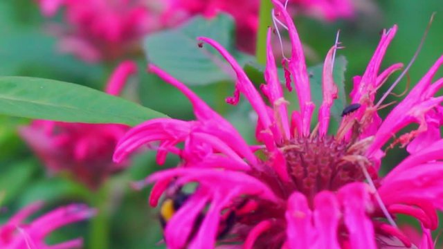 monadra flowers close-up