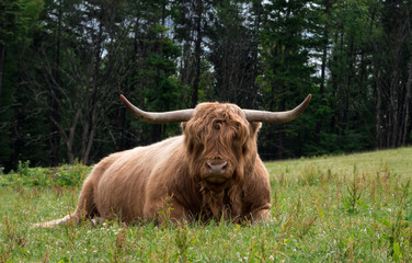 Highland Cattle on the Field Scotland UK