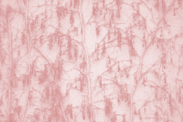 Fototapeta premium Background. Dry plant on wall.