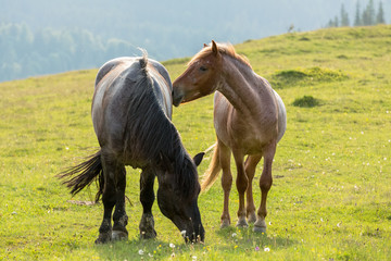 Obraz premium Horses in the mountain