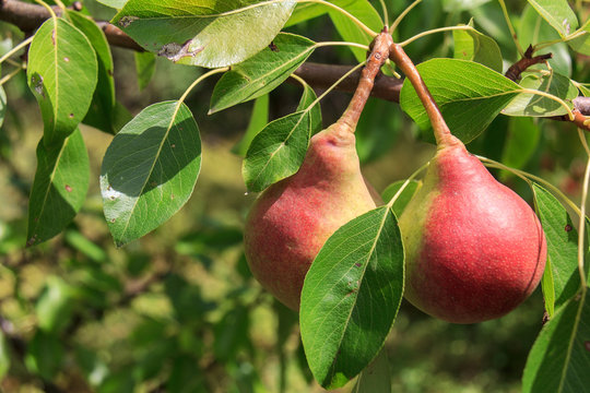 Fresh juicy pears on a branch of a pear tree. Organic pears in a natural environment. Harvesting pears in a summer garden