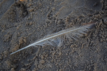 feather