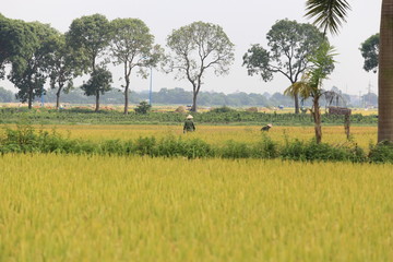 The farmer harvest in the rice field  