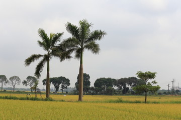 The farmer harvest in the rice field  