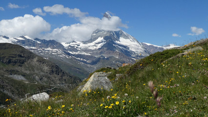 Bunte Blumenwiese vor dem Matterhorn