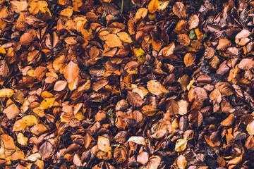 Brown leafs in autumn from above as template and background