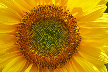 Fibonacci Sunflower 