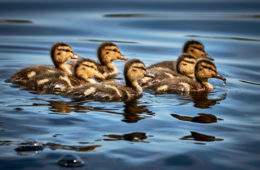 Stockentenküken (Anas platyrhynchos) schwimmen zusammen im Wasser