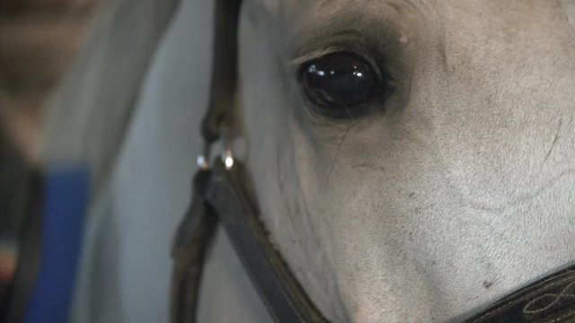 Extreme close-up of the eye of a horse, which is cleaned in the stable.