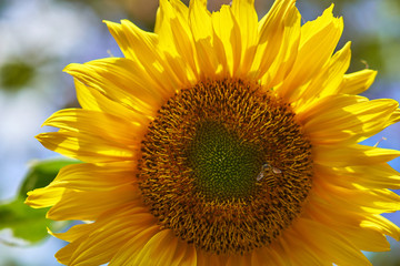 Fibonacci Sunflower 