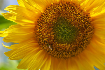 Fibonacci Sunflower 