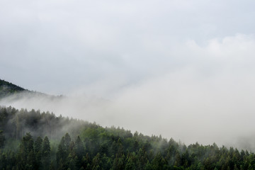 Germany, Fog over black forest nature landscape early morning