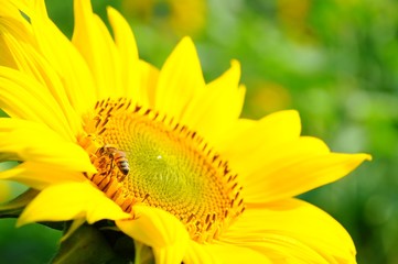 Closeup of Sunflowers in a farm field in Taiwan