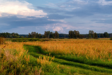 Fototapeta na wymiar Lato nad łąkami
