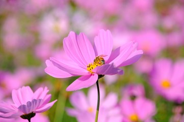 Closeup of cosmos flowers in a field on a sunny day in Taiwan