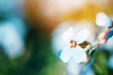 Spring blue Phlox flowers on blurred macro background. Spring or