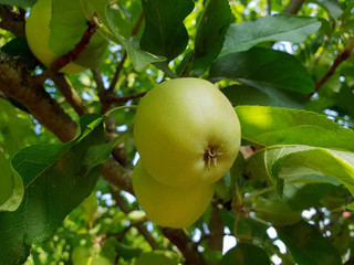 Grüner Apfel an einem Ast eines Apfelbaumes