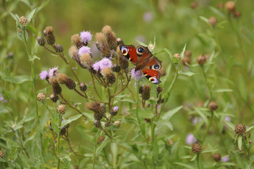 Beautiful butterfly in the wild, close-up 