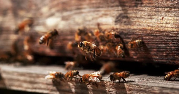 European Honey Bee, apis mellifera, Bees standing at the Entrance of The Hive, Insect in Flight, Male Takng off , Return Of Boot,, Bee Hive in Normandy, Slow motion 4K