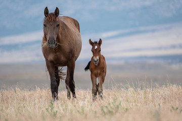 Mare with young Colt 