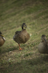 Ducks in a pond