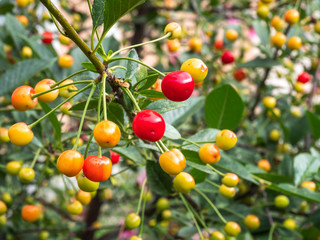 Cherry tree branch. fresh ripe cherries