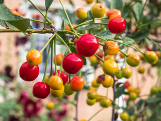 Cherry tree branch. fresh ripe cherries. Sweet cherries