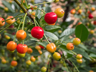 Obraz premium Cherry tree branch. fresh ripe cherries in garden.