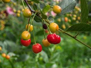 Cherry tree branch. fresh ripe cherries. Sweet cherries