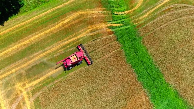 combine harvester machine harvesting wheat field. It separates the grain and chops the rest of the plants for hay. Nothing is wasted.