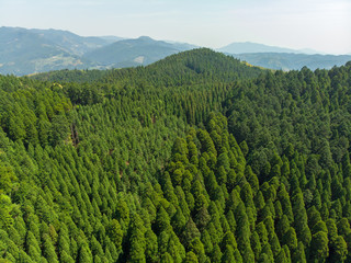 ドローン撮影した森