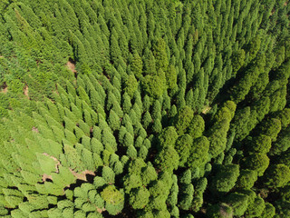 ドローン撮影した森