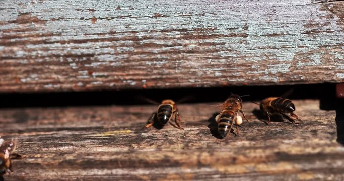European Honey Bee, apis mellifera, Bees standing at the Entrance of The Hive, Bees doing Ventilation, Bee Hive in Normandy, Slow motion 4K
