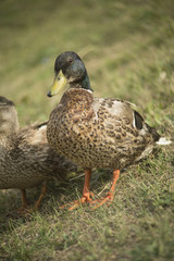 Ducks in a pond