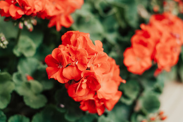 Red blooming flower in macro. Flora closeup