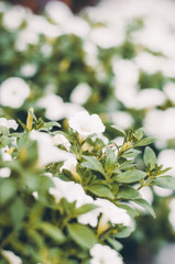 Little white flowers in the green leaves. Blooming flora in the garden