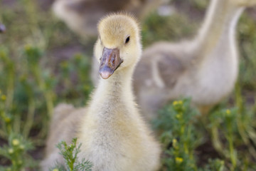 small goslings on a cattle-breeding farm in the village