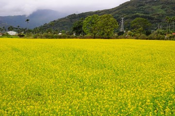 Yellow rapeseed flower fields on a sunny day in Winter in Hualien, Taiwan