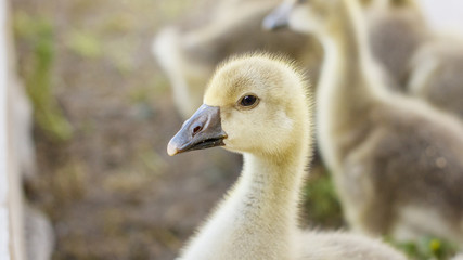small goslings on a cattle-breeding farm in the village