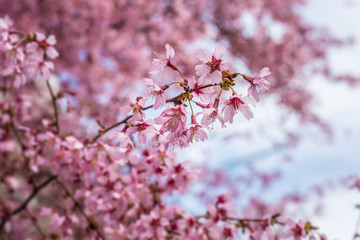Close up shot of a cherry blossom