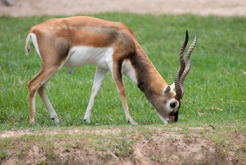 close-up of antelope in nature