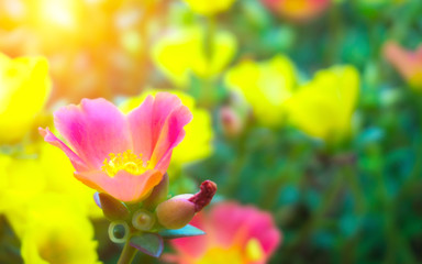 Fototapeta na wymiar Beautiful colorful Purslane flower in the garden