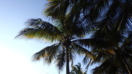 Fototapeta na wymiar Unterwegs auf Sansibar - Palmen,Sonne,Strand und mehr