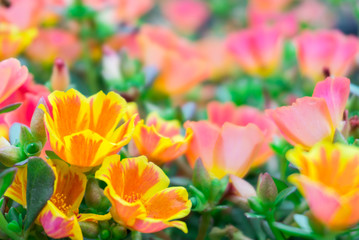 Beautiful colorful Purslane flower in the garden