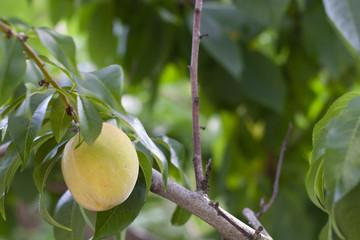 Not a ripe organic peach fruit on tree.  Organic fruits. Leafs on background. In corner with space for text
