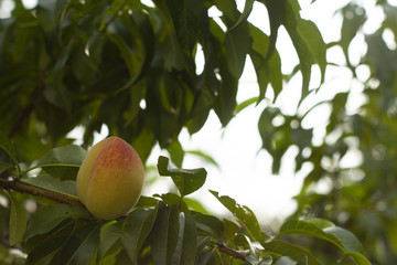 Not a ripe organic peach fruit on tree.  Organic fruits. Leafs on background. In corner with space for text