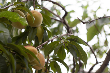 Fresh not ripe organic peaches between of leafs on tree. With space for text. 