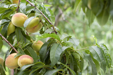 Fresh not ripe organic peaches between of leafs on tree. With space for text. 